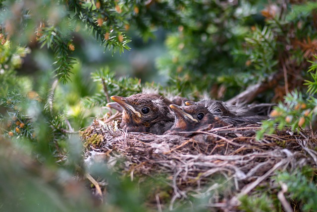 The Bird and the Hare