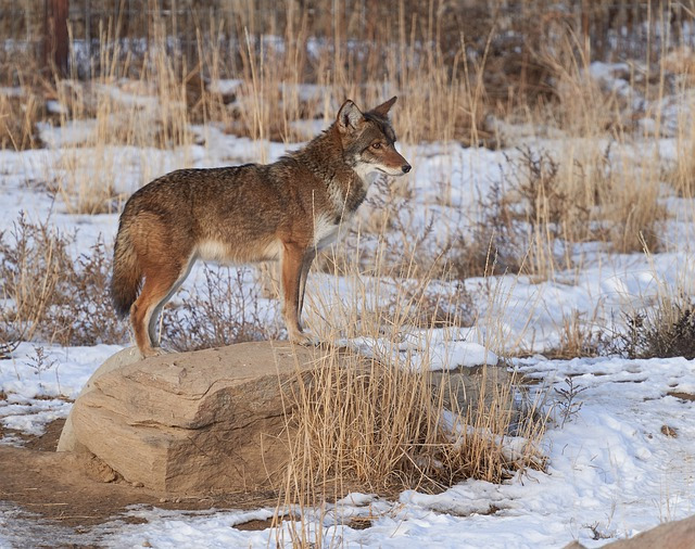 The Tale of Coyote and the River People